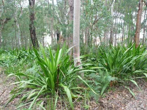 Doryanthes at Vantage Corlette