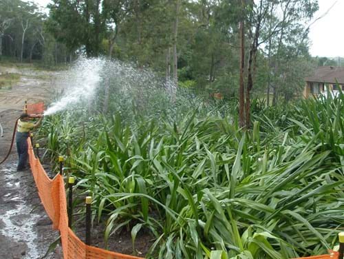 Maintenance of Doryanthes in holding nursery