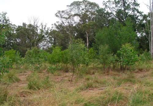 Direct Seeding Trial