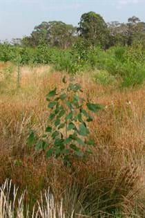 Rouse Hill Bush Regeneration